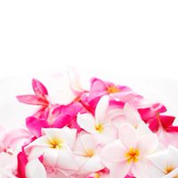 花の名は。