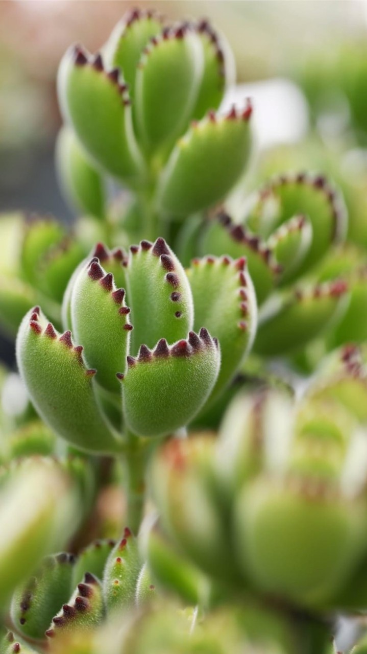 🌟🌵微笑多肉植物園藝🌵🌟