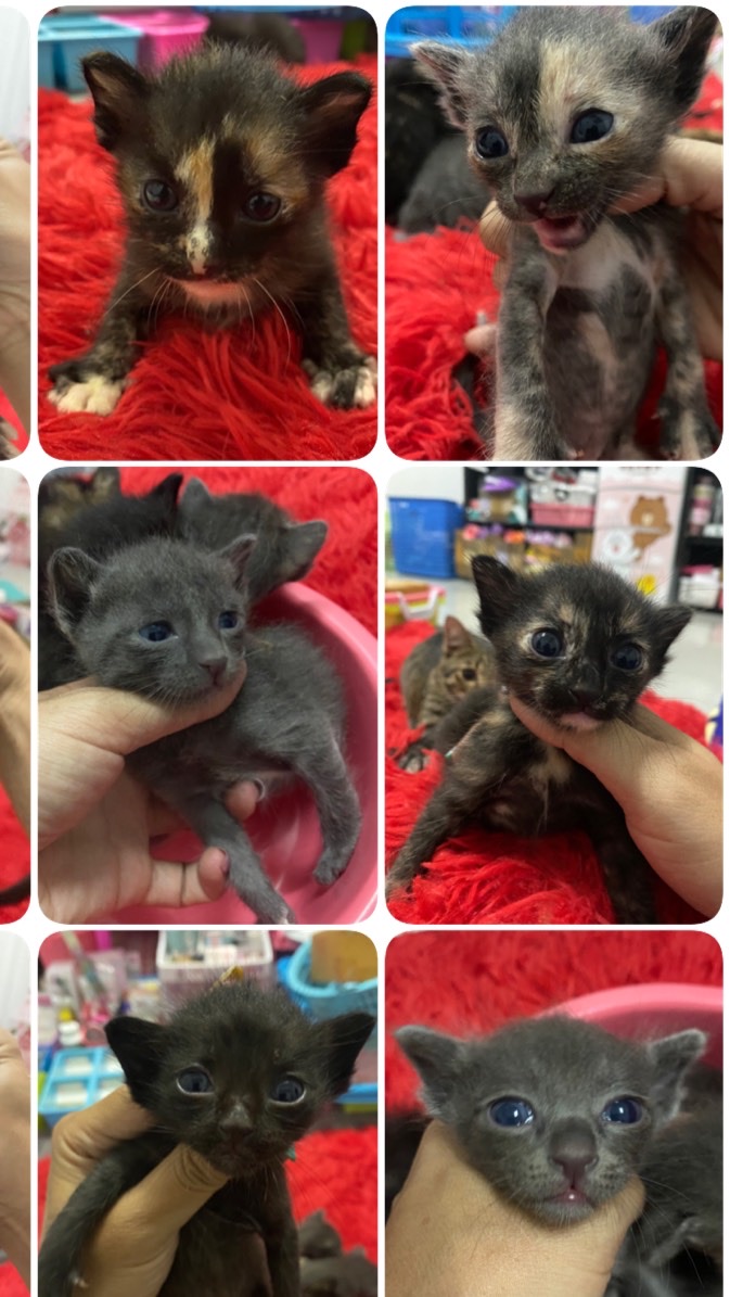 Update🐱น้องเหมียวน้อย