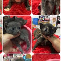 Update🐱น้องเหมียวน้อย