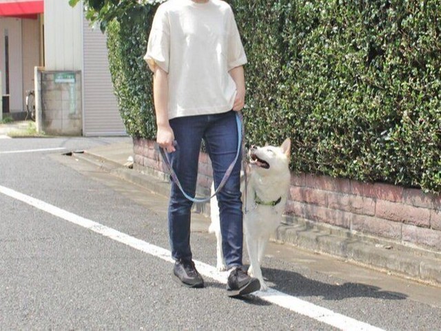 リードの持ち方次第で犬がストレスに いぬのきもちnews