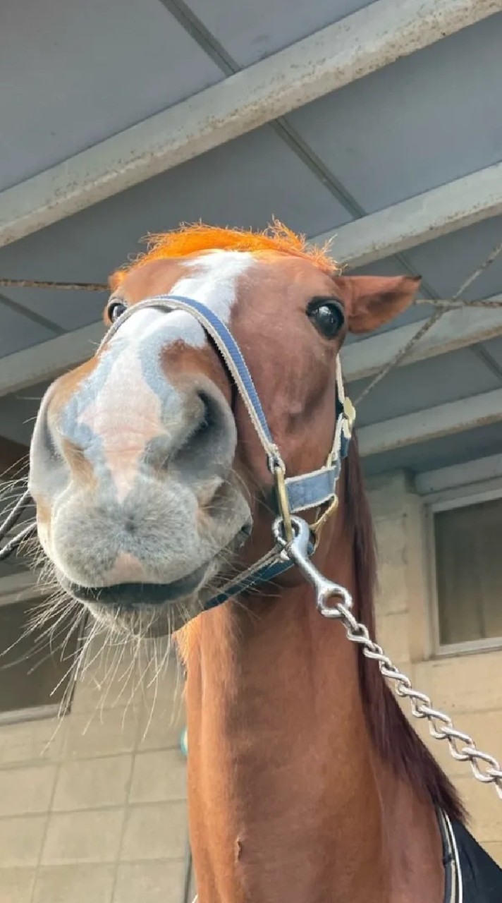広工大馬術部