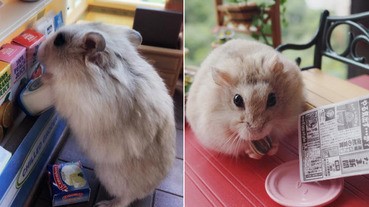 打掃煮飯洗衣服樣樣自己來，超萌小倉鼠的生活日記！