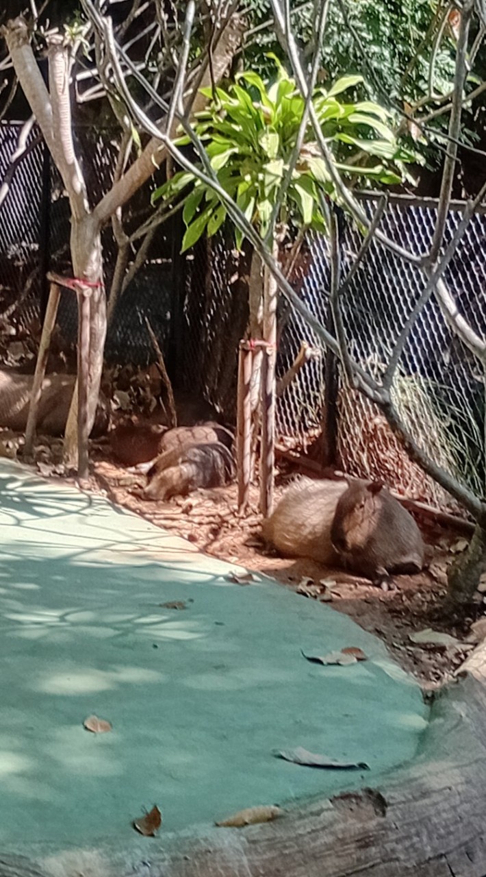 คนรักสงบ