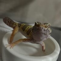 レオパ好き集まれ！