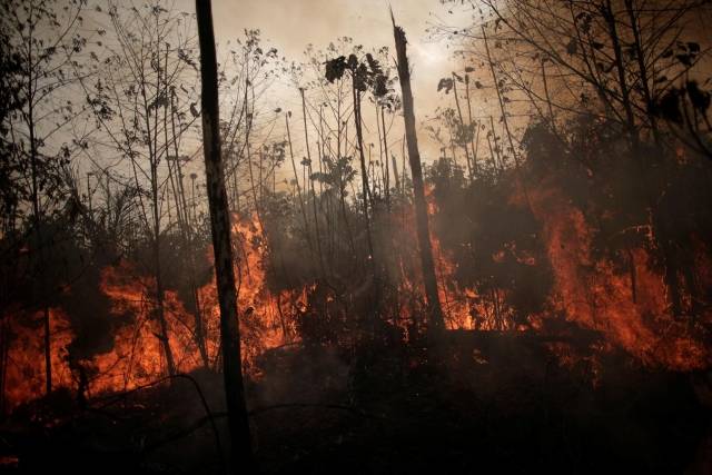 440 Hantu Hutan Amazon Gratis Terbaru