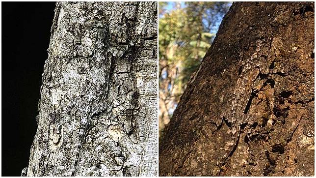 640 Koleksi Mewarnai Gambar Hewan Cicak HD Terbaru