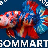 ปลากัดแฟนซีเมืองตรัง - Sommart Bettam