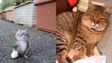 地表最強肥貓老大又來啦！日本《俺、つしま》鑰匙圈扭蛋爆笑登場，貓奴們請手刀預備！