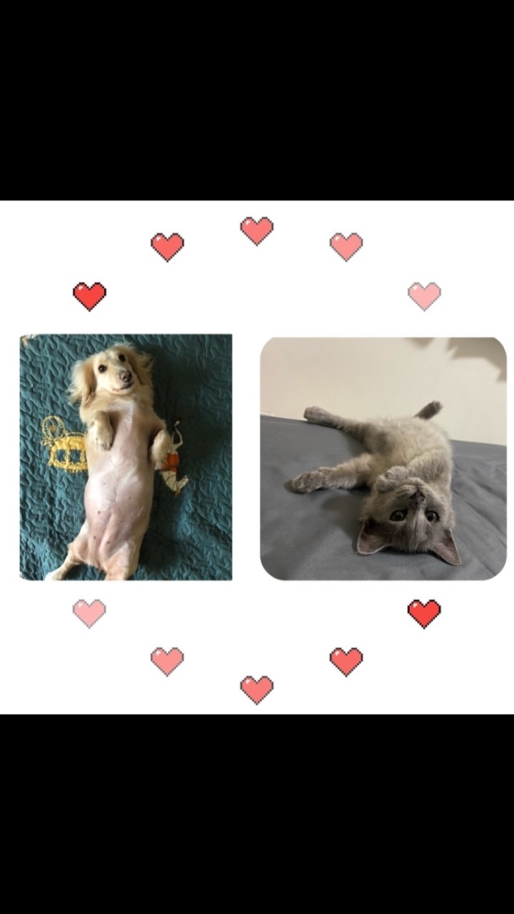 愛毛族🐱🐶