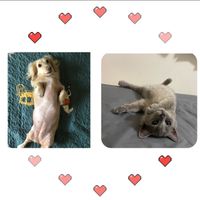 愛毛族🐱🐶