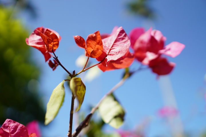 攝錄輕旗艦 Sony A6400 隨身相機動手玩