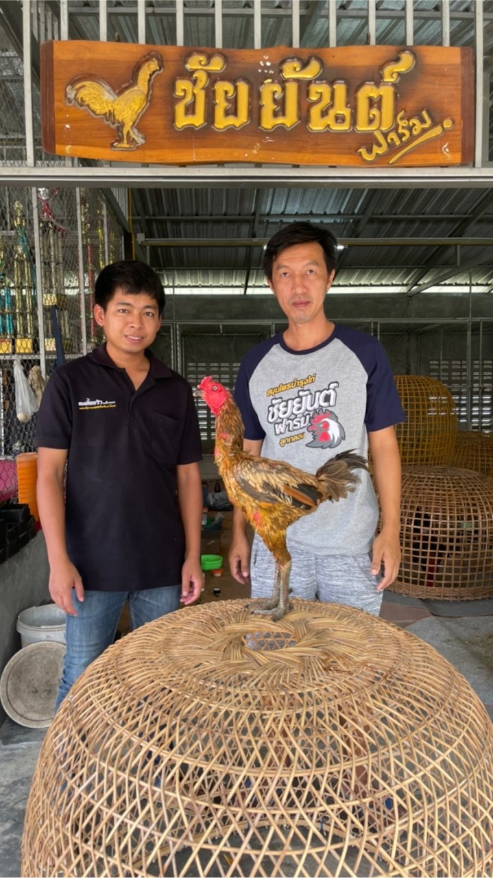 เยียร์ล้อเหล็ก ( ฟาร์มไก่ชน คนเลี้ยงวัว )