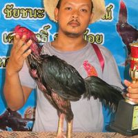 ไก่เชิงสายจ่า