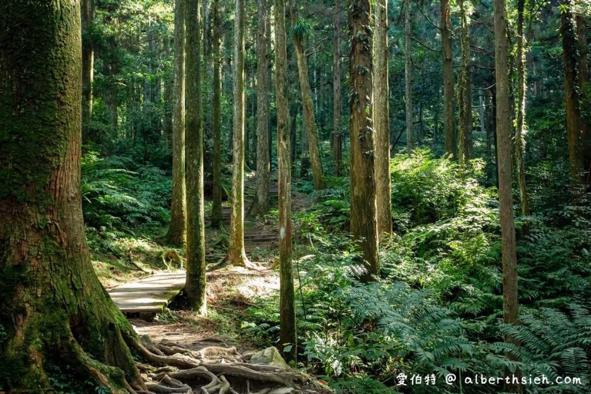桃園人避暑首選！６條超好走私房步道：夢幻水母廊道、台灣小百岳、瀑布祕境