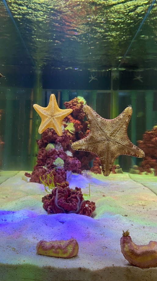 C&F marine aquatic (พัทยา)