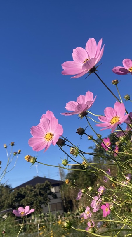 低収入アラフォー独身女性　🍀 なにものにもなれないけど、まぁしょうがない🍀
