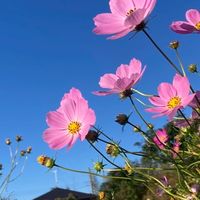 低収入アラフォー独身女性　🍀 なにものにもなれないけど、まぁしょうがない🍀