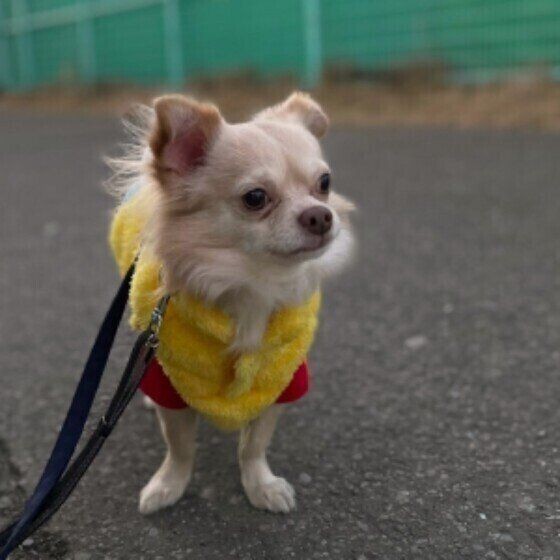 少量でも犬の命が危険な 植物 野菜 葉や花粉 生けた水にも注意が必要 いぬのきもちnews