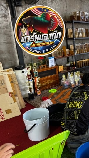 ฟาร์มปลากัดเสี่ยปอ ชัยนาท🐟