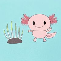 ウーパールーパーのいる暮らし