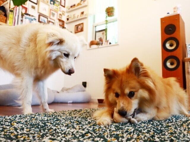 悲しい これじゃない感 穴澤賢の犬のはなし いぬのきもちnews
