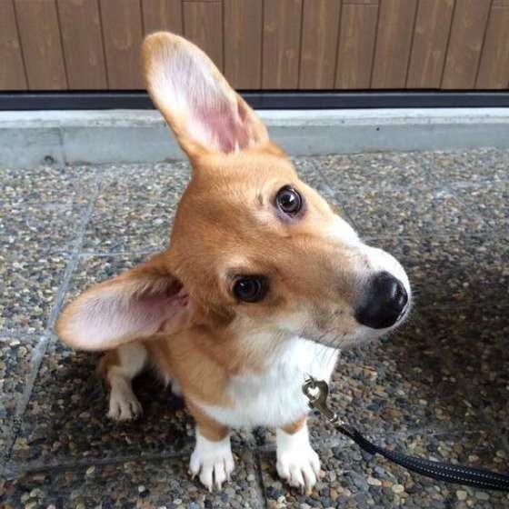 どうして犬は飼い主のことがわかるの 判別する方法とは