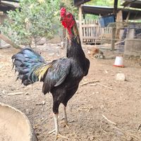 Nat ไก่ชนฟาร์ม