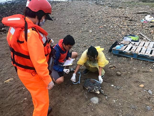 東北角岸際同一天發現7隻綠蠵龜死亡，海大教授程一駿研判是絞網死亡，交由海巡人員就地掩埋。記者邱瑞杰／翻攝