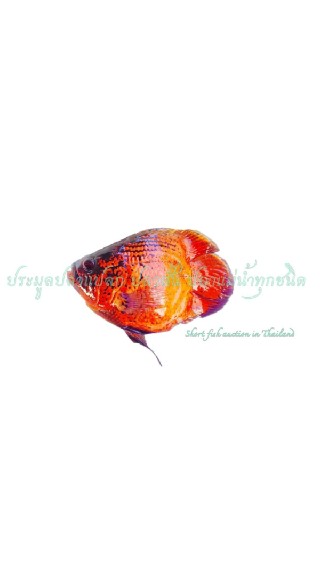 ซื้อ-ขาย ปลาแปลก ปลาสั้น ปลาแม่น้ำ ปลาสวยงามทุกชนิด