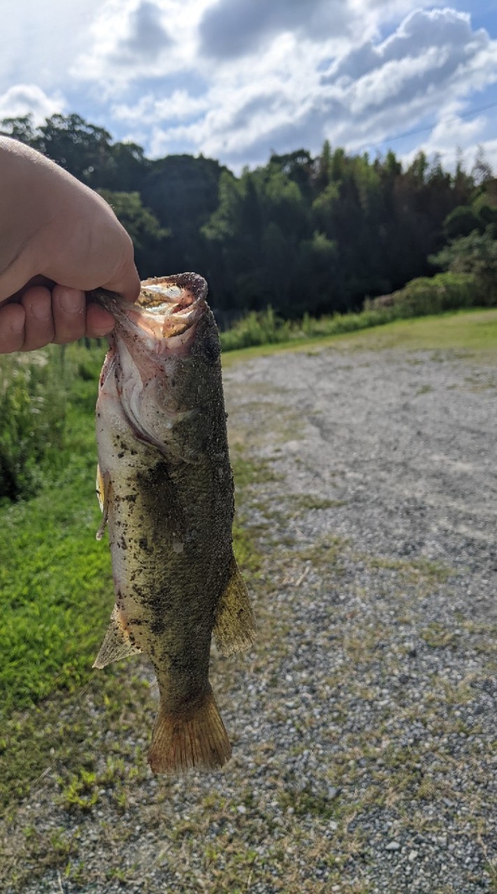 バス釣り　広島県