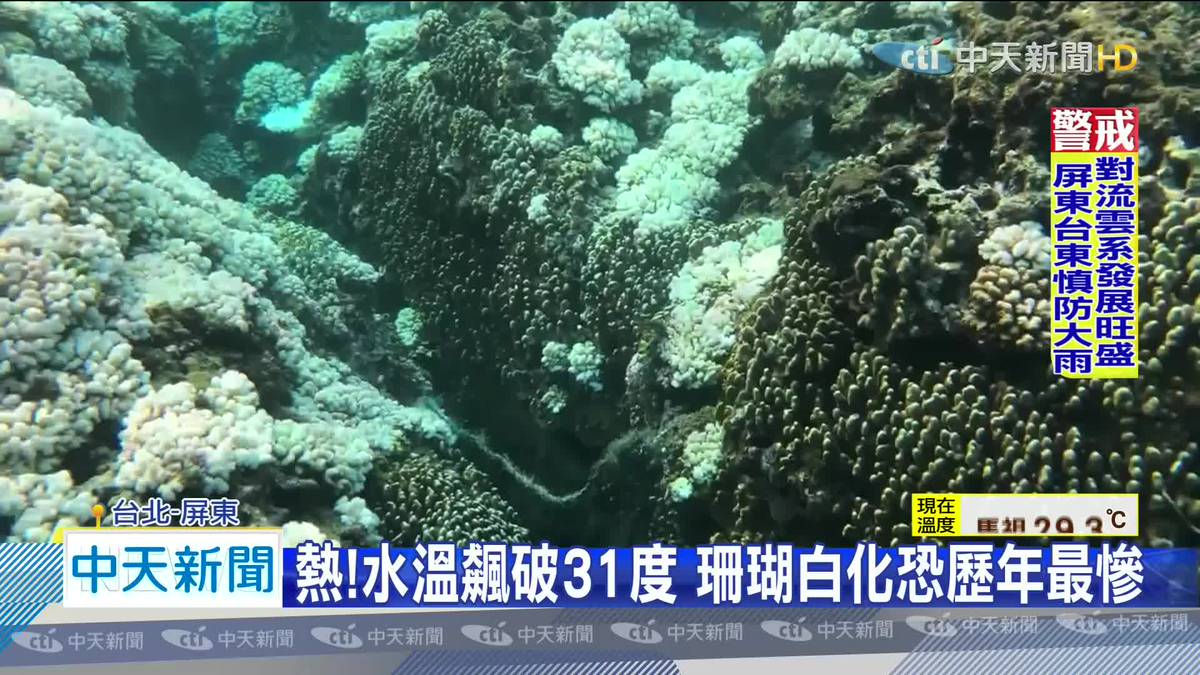 熱 水溫飆破31度珊瑚白化恐歷年最慘 中時新聞網 Line Today