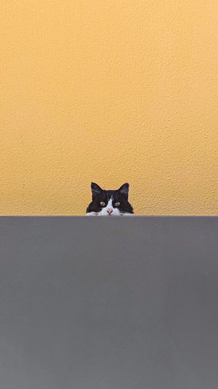 海報代購ʕ •ᴥ•ʔ