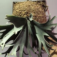JCplants鹿角蕨買賣交流