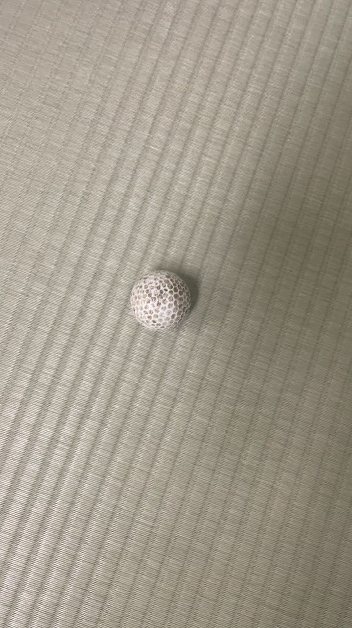 妻沼落とし物情報共有