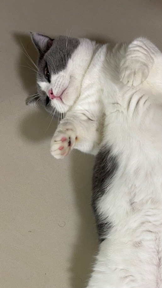 小刀戰隊