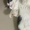 小刀戰隊