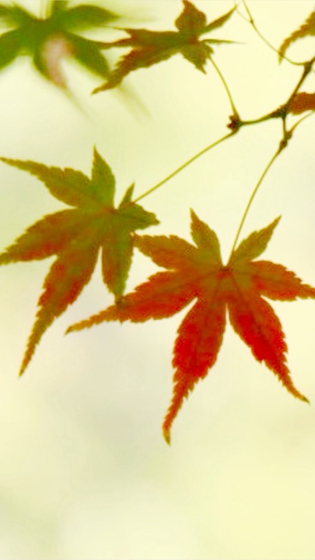 和みの写真部屋🍀『トークも🆗』