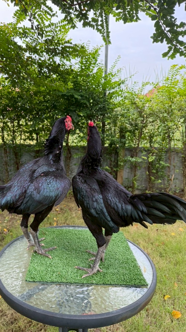 เพชรเมธาฟาร์ม