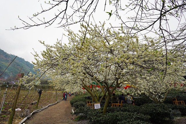 2022草坪頭櫻花季