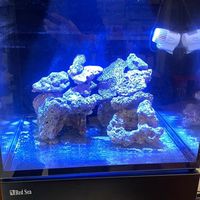 紅海缸同好交流