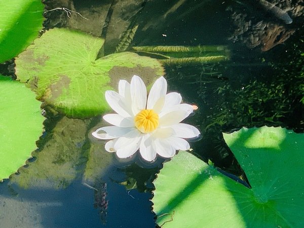 倪倪愛旅遊－『台中大坑一日遊推薦』台中近郊鳥語花香闔家出遊秘密花園-台中大坑紙箱王創意園區、東山水岸餐廳、東東芋圓直擊分享