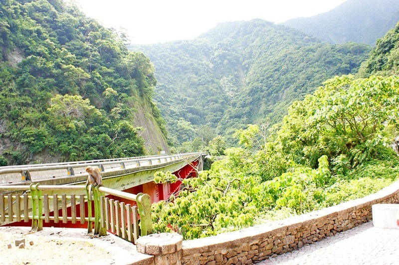 圖片來源/泰源幽谷-LINE熱點用戶