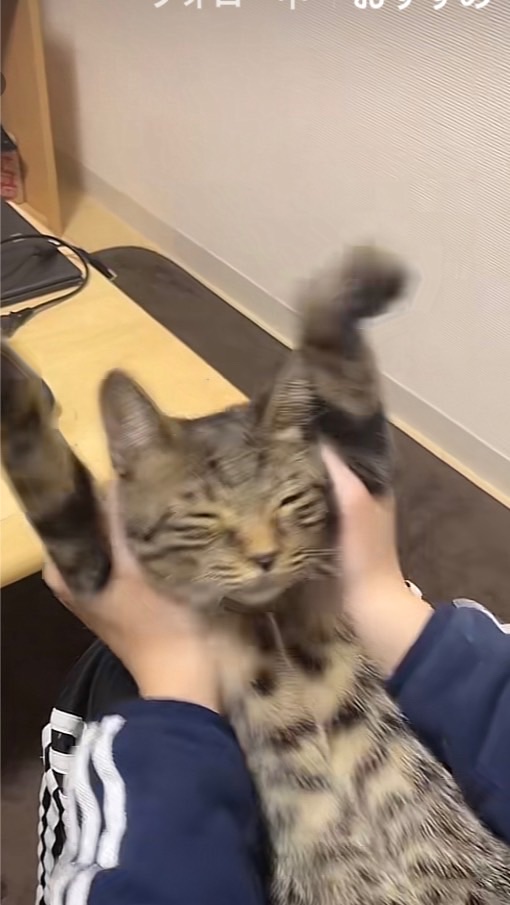 猫の集会🐱