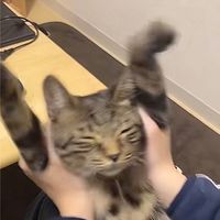 猫の集会🐱