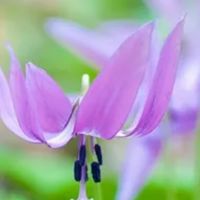 片栗の庭【ゲイ・バイの為の雑談】