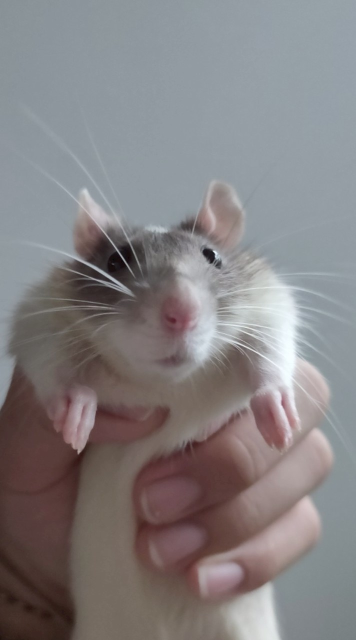 宇宙無敵花枝鼠召喚大戶！花枝鼠 大鼠 黃金鼠 波利 小鼠 段毛鼠討論區