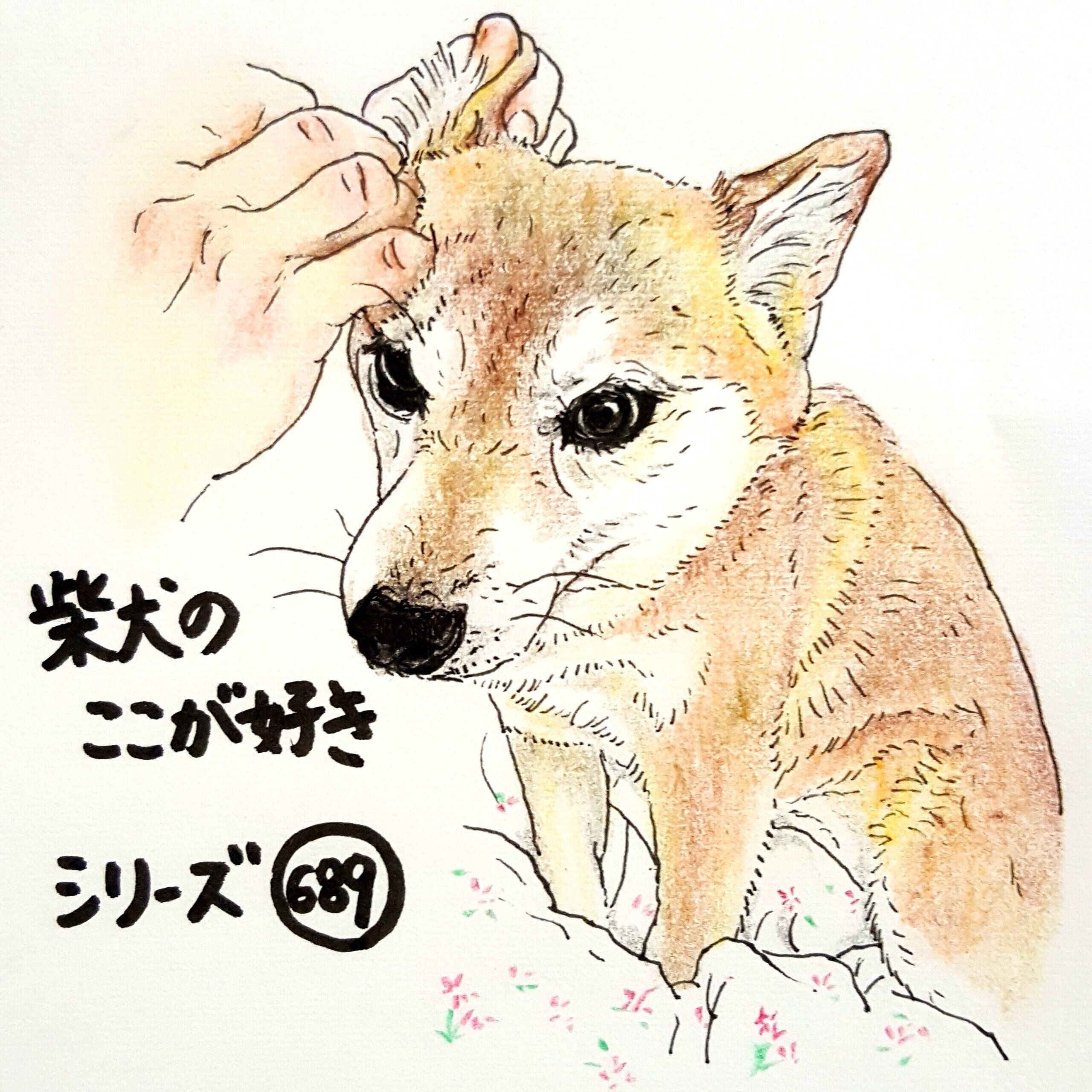 柴犬あるある 耳掃除で緊張感が張りつめる