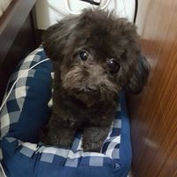 毛爸毛媽/寵物用品專區