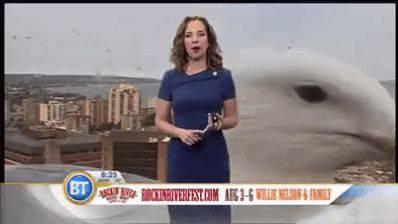 Viral Aksi Burung Camar Raksasa Ganggu Siaran Live Di Tv